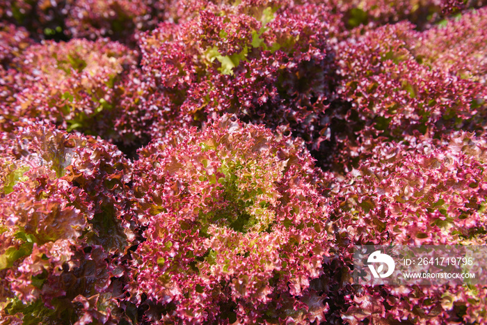 红珊瑚生菜沙拉种植花园水培农场沙拉植物在没有土壤的水上农业