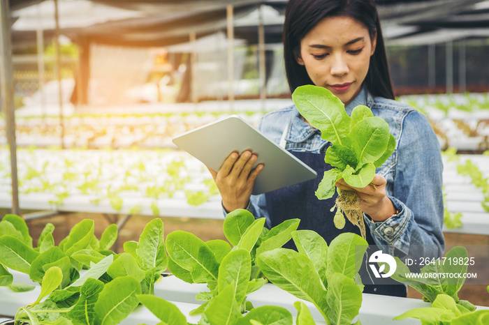 聪明的农民，温室里的业主水培菜场使用智能垫检查质量
