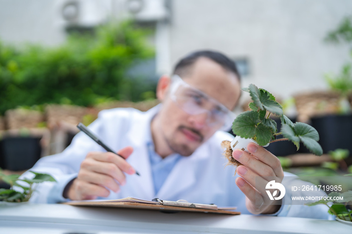 在实验室研究有机蔬菜的专业农业科学家