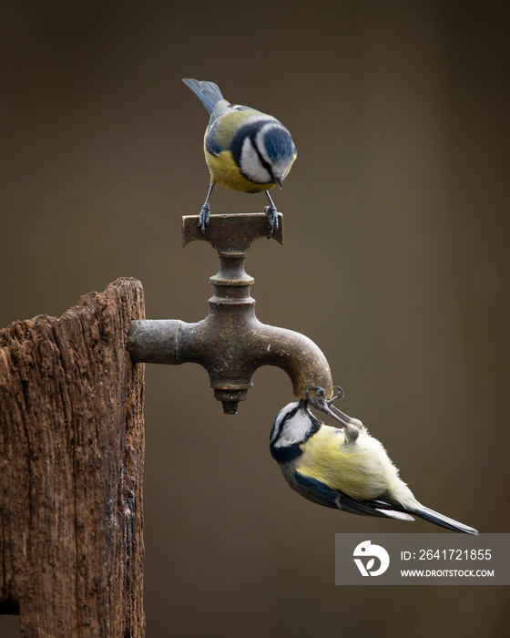 在春天的阳光下，蓝山雀Cyanistes Caeruleus在木桩上用生锈的水龙头拍摄的图像