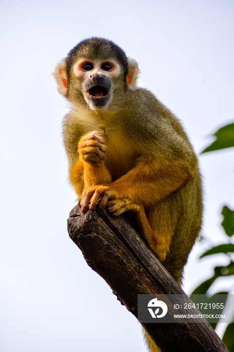 Common Squirrel Monkey (Saimiri sciureus)