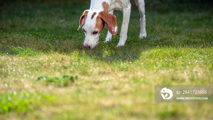 Hund (Istrianer kurzhaarige Bracke) schnüffelt auf einer grünen Wiese _ Froschperspektive, viel Text