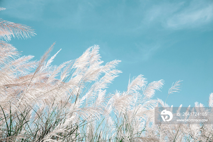 grayish grass flower is blown by the wind on blue sky background