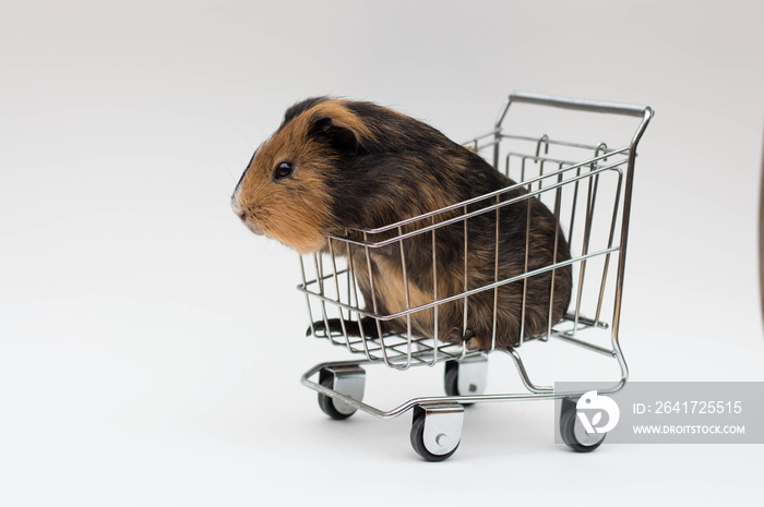 Shopping guinea pig in pushcart