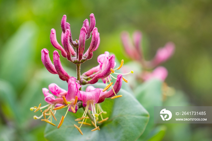 Pink honeysuckle (Lonicera hispidula) flowers, California