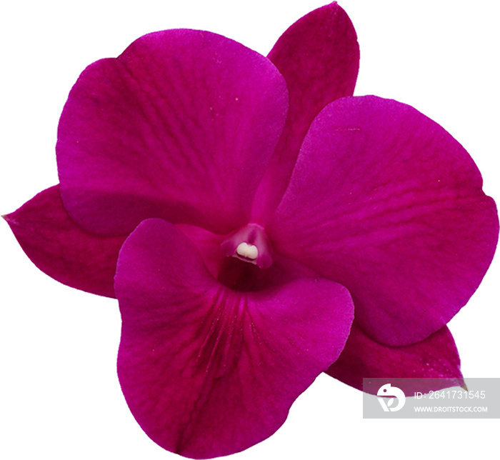 紫兰单花隔离株