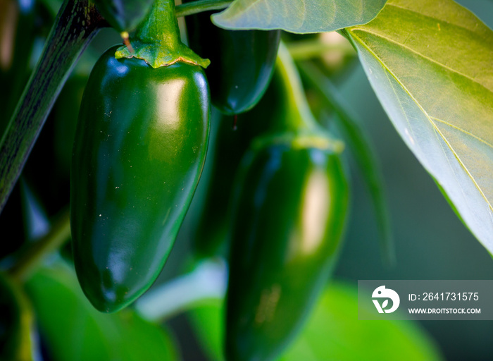 Organic jalapeño (Capsicum annuum) peppers on a jalapeno plant. Close-up photo. Very hot and healthy