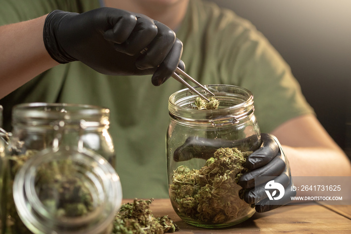 Hands placing trimmed weed buds in a glass jar. Medical hemp with low CBD content.