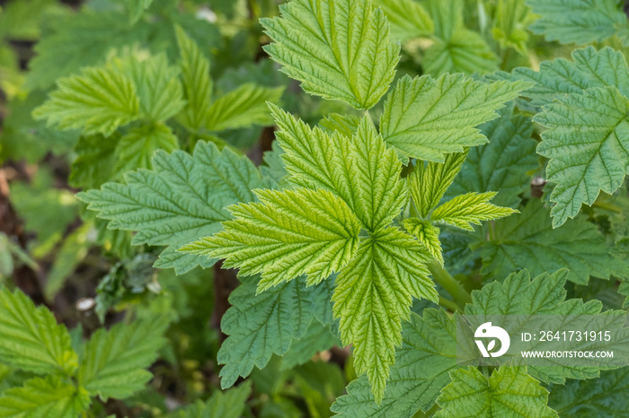 raspberry plant with green leaves rubus idaeus