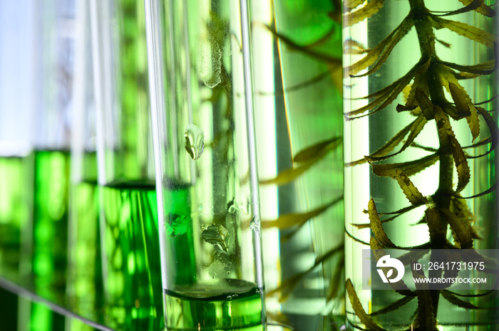 algae research in laboratories, biotechnology science concept