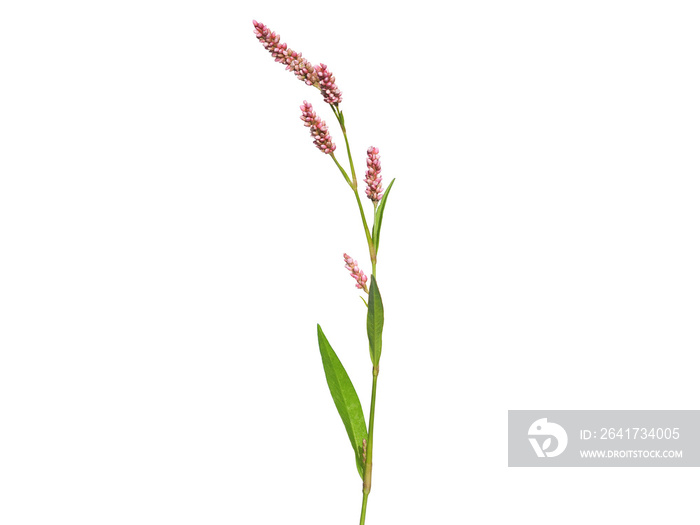 在白色上分离出粉红色花朵的水椒植物，Persicaria hydropiper