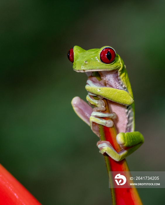 哥斯达黎加红眼树蛙