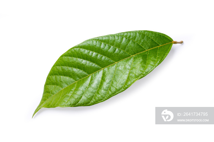 green cocoa leaf isolated on white