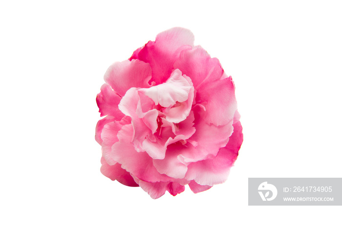 pink oleander flowers isolated