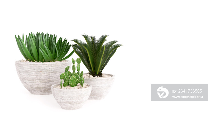 Set of modern plant pots isolated on white background, Cactus and tropical trees