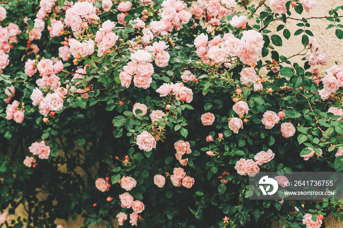 Beautiful tender blossoming pink roses in summer garden