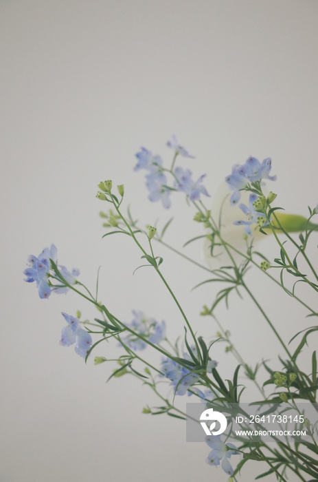 flowers on a white