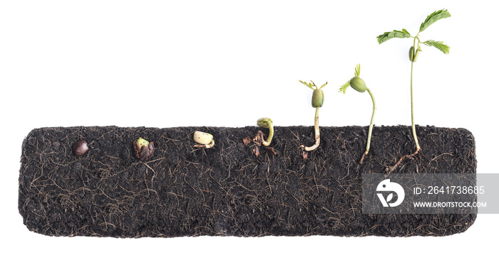 Growing plants,Bean seed germination different stages with underground root visible