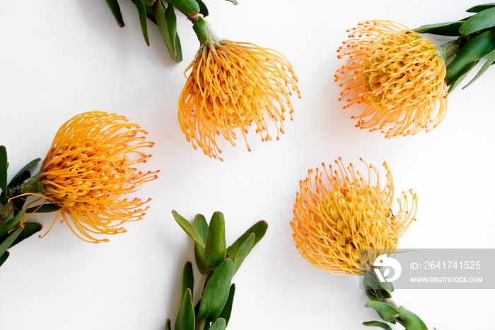 Close up shot of beautiful pincushion protea flower with vivid orange yellow-orange inflorescence. T