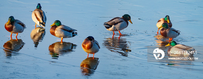 冬天池塘上的野鸭——绿头鸭