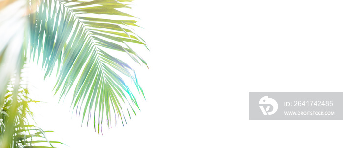 白底棕榈叶。棕榈主日和复活节概念。欢迎耶稣国王的棕榈主日
