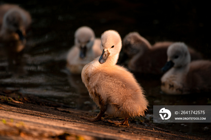 Swan. White swans. Goose. Swan family walking on water. Swan bird with little swans. Swans with nest