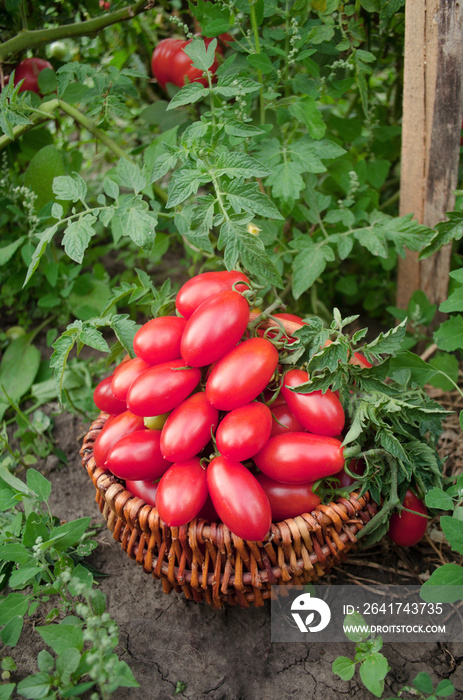 木桌上的一组李子番茄