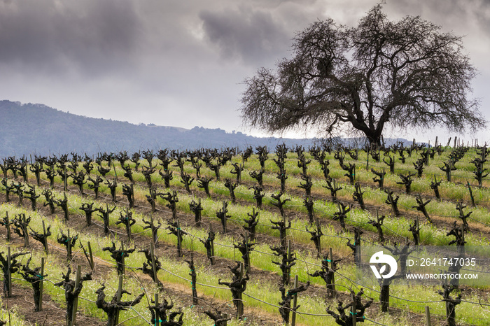 Landscape in Sonoma Valley at the beginning of spring, California