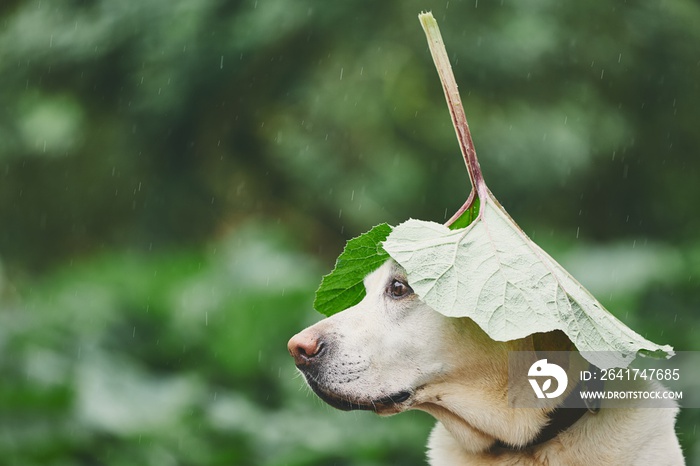 Rainy day with dog in nature