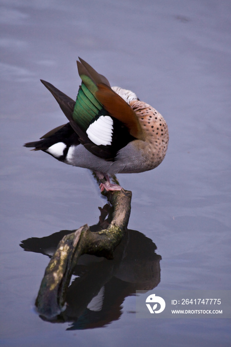 Red crested pochard and its reflection 0n a pond