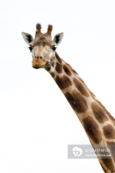 Giraffe portrait wild zoo. Close up shot.