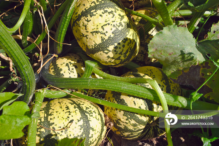 patidou, courge, de jardin avant cueillette