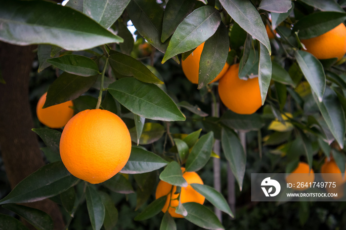 Ripe Oranges Hanging on Tree