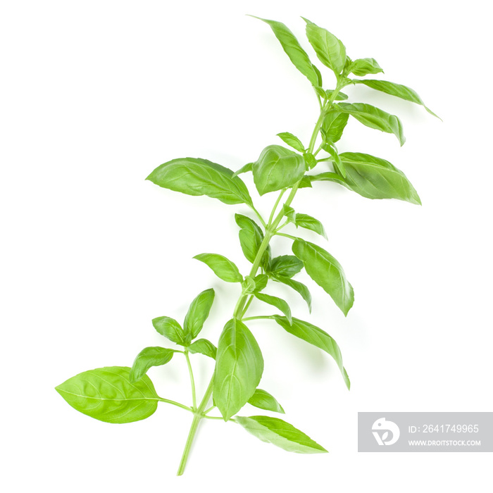 Sweet Genovese basil branch isolated on white background. Flat, Top view.