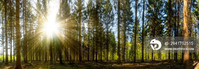 Sonnenschein in einem Wald mit vielen Baumstümpfen