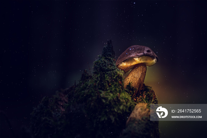 Leuchtender Pilz auf einem Baumstumpf im dunklen fantasievollen Wald