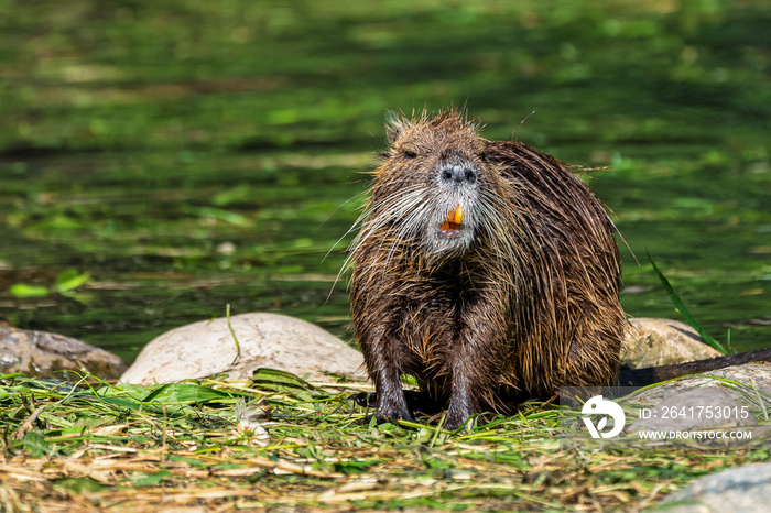 Coypu，Myocaster coypus，也称河鼠或海狸鼠