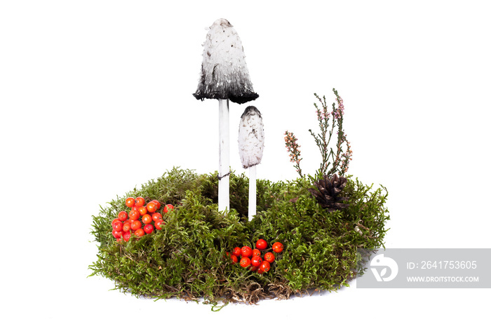 Shaggy Ink Cap mushroom (Coprinus comatus) toxic  inedible wild forest white mushroom  in moss isola