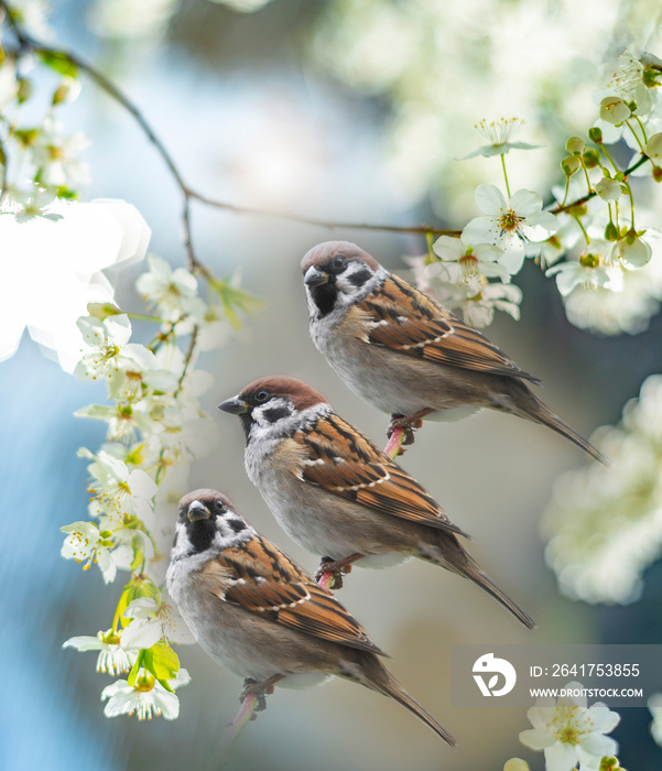 The house sparrow (Passer domesticus) in the spring garden