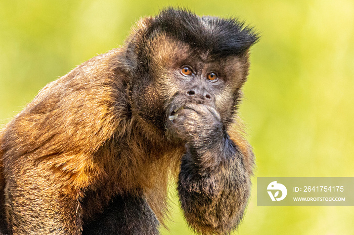 巴西野生的簇绒卷尾猴（Sapajus apella），又名macaco prego。