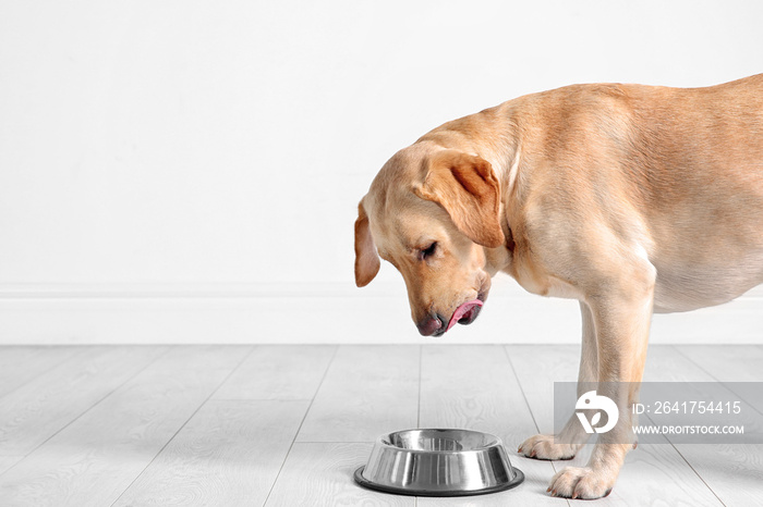 可爱的拉布拉多寻回犬在家用碗吃东西