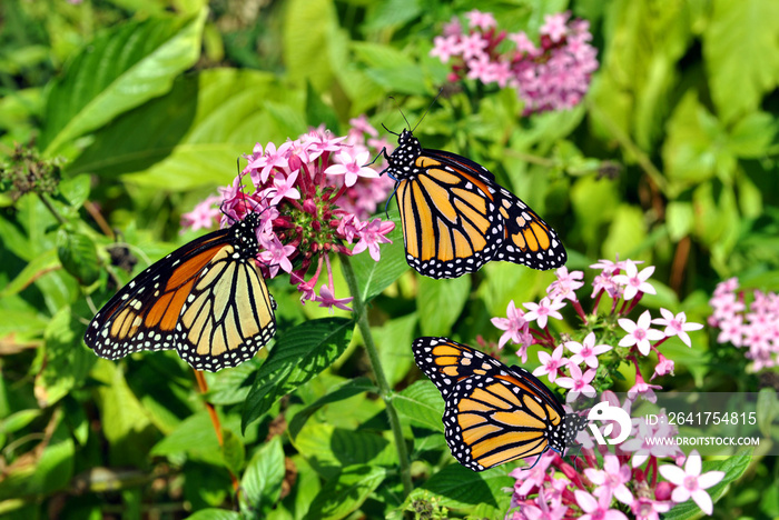 帝王白脱肉拉丁名Danaus plexippus