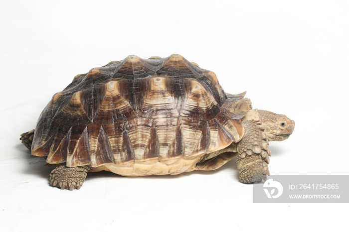 非洲刺乌龟也被称为非洲刺大腿乌龟-在w上隔离的Geochelone sulcata