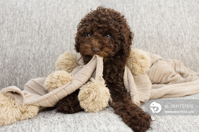 Cute puppy dog bitting a tassel blanket sitting  over a gray sofa furniture. Obedience concept.