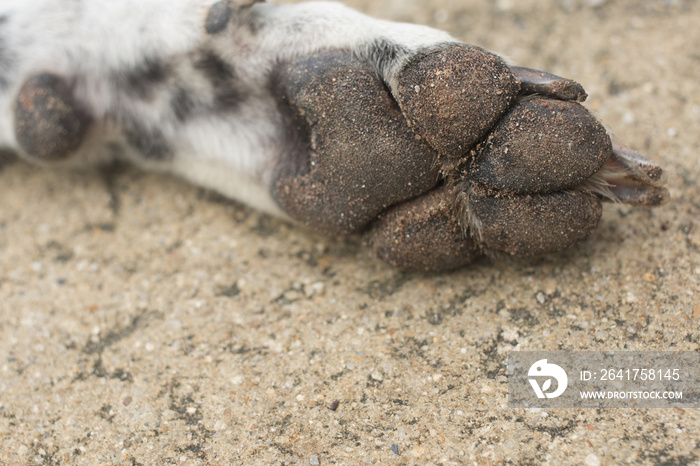 dirty dog paw on concrete floor