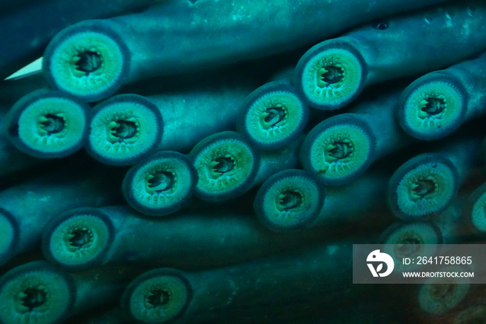 Sucker  mouths of lamprey eels