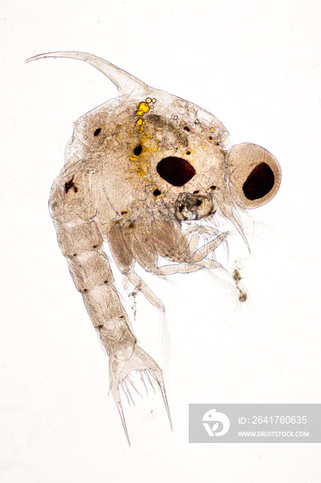 Crab larvae (zooplankton) in marine under microscope.