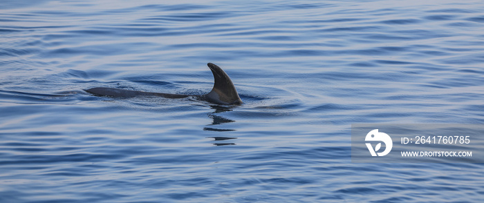 shark fin on the sea surface