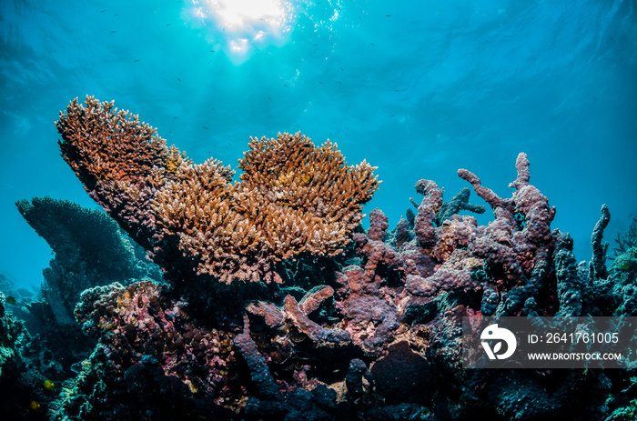 Colorful hard coral reef in clear blue water