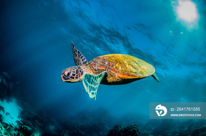 Green sea turtle swimming in the wild among colorful coral reef